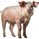 8a1a99ff62afa1ad47aeded9e2374ab5